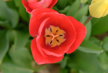 ge&ouml;ffnete rote Tulpenbl&uuml;te