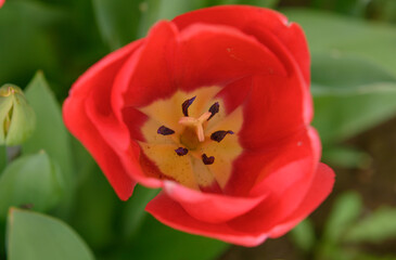 ge&ouml;ffnete rote Tulpe