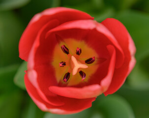ge&ouml;ffnete Tulpenbl&uuml;te von oben
