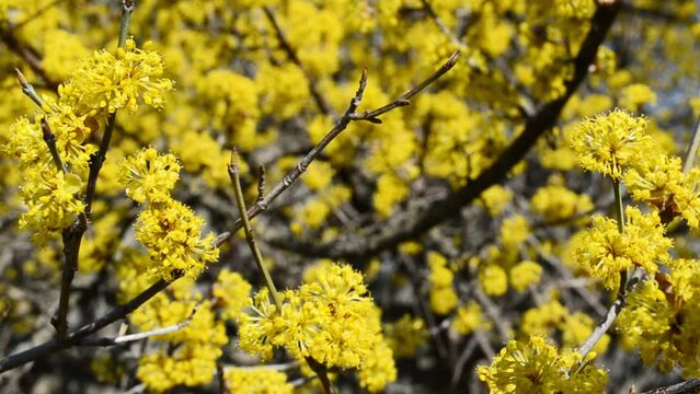 Yellow blossom of dogwood tree in spring and bee working , branch of the tree waving from wind video