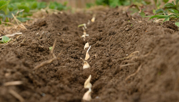 Pflanzknoblauch in der Reihe