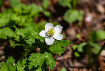 樹木公園のイチリンソウ