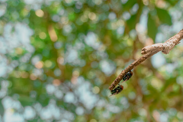 TWO FLIES ON A TREE