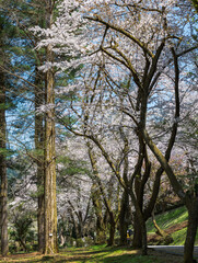 Fototapeta premium 樹木公園は桜の世界