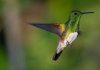 Fototapeta na wymiar Snowy-bellied hummingbird on the flight 