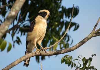 laughing falcon