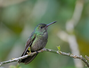 Fototapeta na wymiar Scaly-breasted Hummingbird