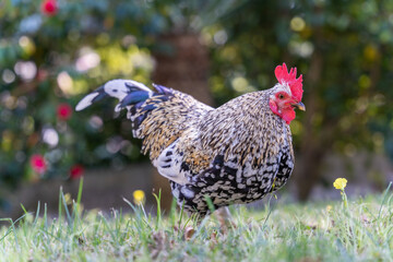 Colorful Rooster chicken in park. Gallus domesticus.