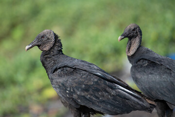 Black Vultures close up 