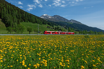 train and meadow with yellow flowers