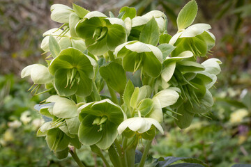 Green blooming Helleborus Foetidus in the garden close up  
