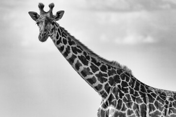 black and white giraffe in the wild