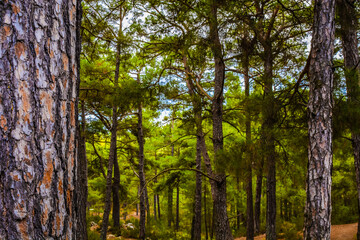 Naklejka premium old pine trees and fresh nature in the forest