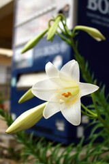 Obraz premium 沖縄県宮古島 住宅街のテッポウユリ