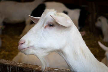 Head of a white goat close up indoors in the stable 