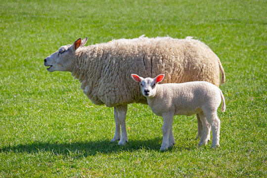 Mother sheep and white fluffy lamb in the meadow 