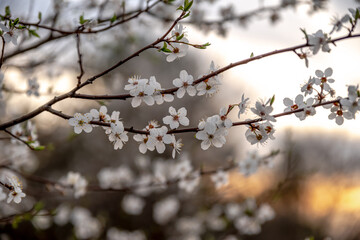 Fototapeta wiosenne drzewa kwitnące w polu wieczorem w Europie obraz
