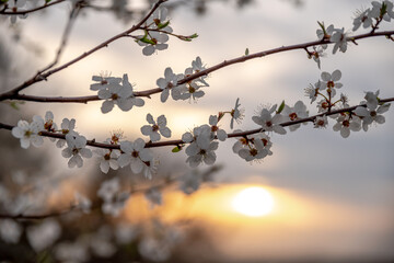 wiosenne drzewa kwitnące w polu wieczorem w Europie - obrazy, fototapety, plakaty