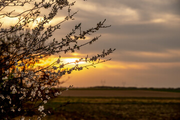 wiosenne drzewa kwitnące w polu wieczorem w Europie © Henryk Niestrój