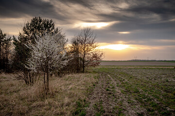 Fototapeta wiosenne drzewa kwitnące w polu wieczorem w Europie obraz