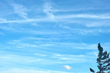 Summer blue sky with cirrus clouds and fir tree.