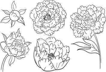Peony flowers vector illustration line art