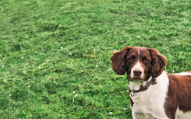 english springer spaniel on green grass background copy space 
