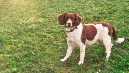 american cocker spaniel on green meadow 