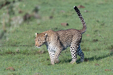 leopard prowling in the grass