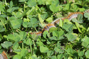 plusieurs chenilles (chenille) processionnaires (processionnaire) du pin dans de l'herbe verte (gazon vert) en troupeau en gros plan (macro) - (thaumetopoea pityocampa)