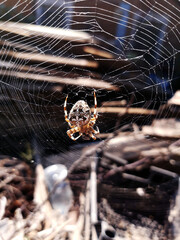 Spider in the web
