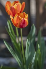 Tulipano