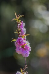 Roselline