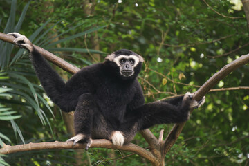 Fototapeta premium Monkey on tree.