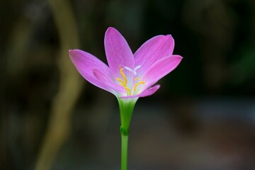 Fototapeta premium Close up pink rain lily.
