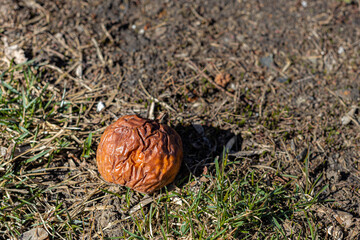 last year's shriveled apple lies in the grass