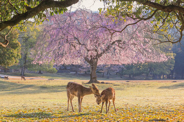 奈良公園　おかっぱ桜と親子鹿 - obrazy, fototapety, plakaty