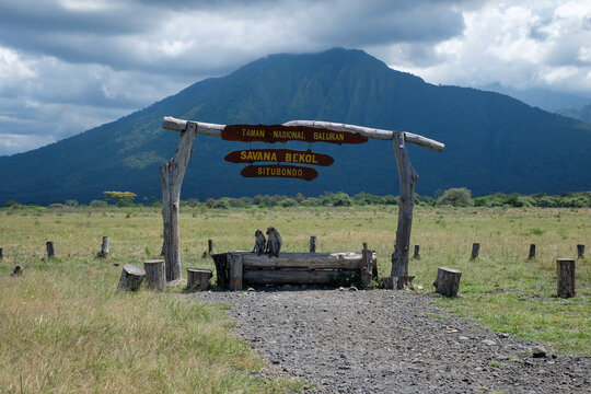 Monkeys in Baluran National Park