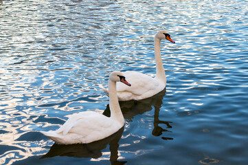 white swans group on the lake swim well under the bright sun