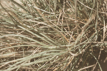 Abstract real photo close up natural beauty. Sand dune beige bright background, herb plant, sun day shadow, hot weather, texture detail ideas. Pale green long thorns needles leaves. Vintage matte