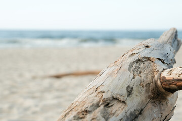 old tree trunk on the sandy shore. screensaver on the phone , on the computer .
