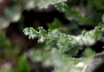 Macro photography of plants in sunny spring day.