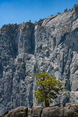 Lone tree high on a ridge, on the Upper Yosemite Falls Trail, in Yosemite National Park, near Merced, California.