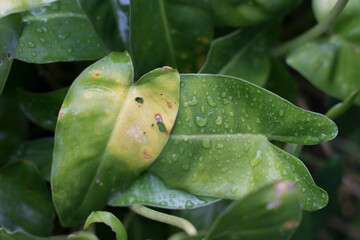 water droplets on green leaves in the garden.