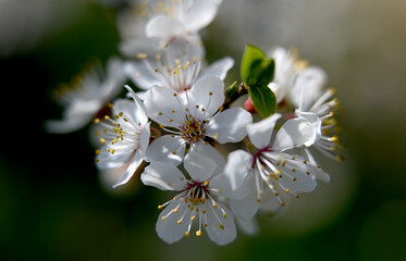 Fototapeta premium Macro photography of plants in sunny spring day.