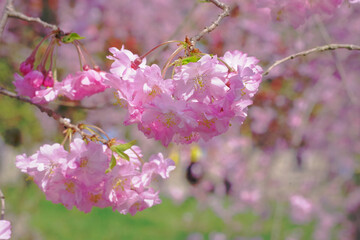 榴岡公園の桜