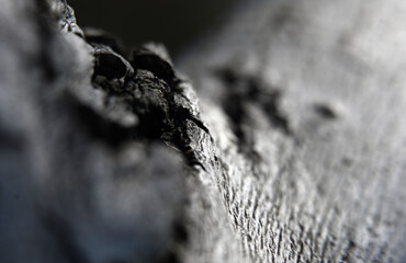 Macro photography of plants in sunny spring day.