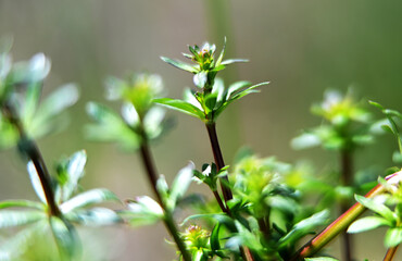 Naklejka premium Macro photography of plants in sunny spring day.