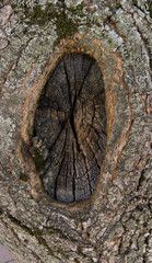 close up of a tree trunk