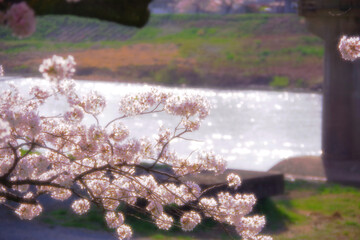 河川敷の桜